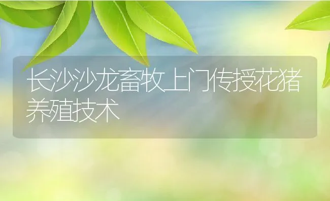 长沙沙龙畜牧上门传授花猪养殖技术 | 动物养殖学堂