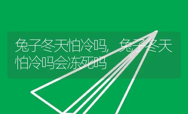 兔子冬天怕冷吗,兔子冬天怕冷吗会冻死吗 | 宠物百科知识