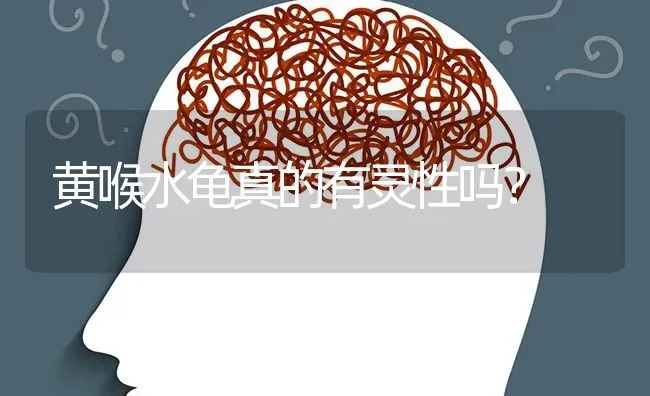 黄喉水龟真的有灵性吗？ | 动物养殖问答