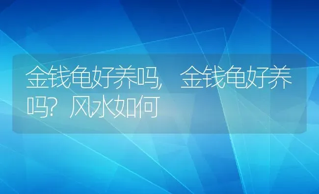 金钱龟好养吗,金钱龟好养吗?风水如何 | 宠物百科知识