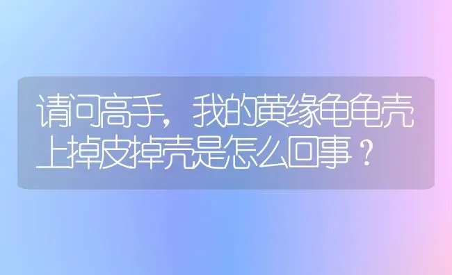 请问高手，我的黄缘龟龟壳上掉皮掉壳是怎么回事？ | 动物养殖问答