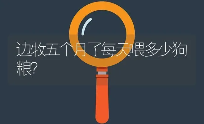 边牧五个月了每天喂多少狗粮？ | 动物养殖问答