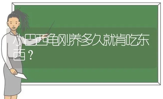 小巴西龟刚养多久就肯吃东西？ | 动物养殖问答