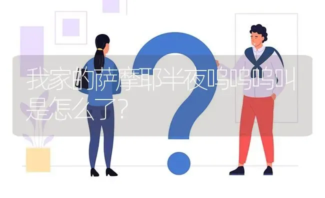 我家的萨摩耶半夜呜呜呜叫是怎么了？ | 动物养殖问答