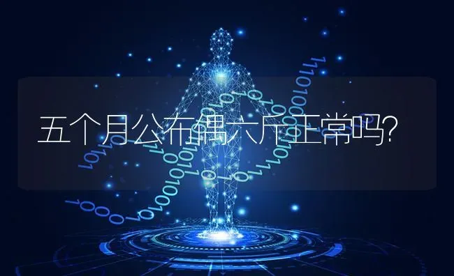 五个月公布偶六斤正常吗？ | 动物养殖问答