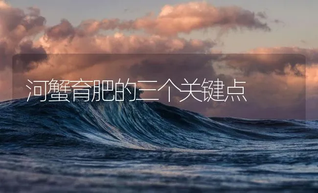 河蟹育肥的三个关键点 | 海水养殖技术