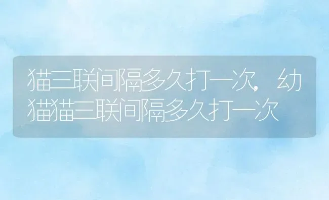 猫三联间隔多久打一次,幼猫猫三联间隔多久打一次 | 宠物百科知识