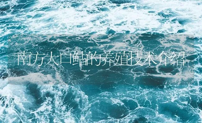 南方大口鲇的养殖技术介绍 | 海水养殖技术