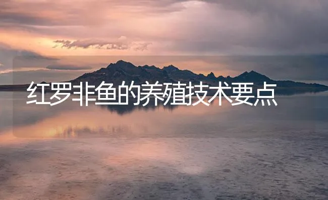 红罗非鱼的养殖技术要点 | 海水养殖技术