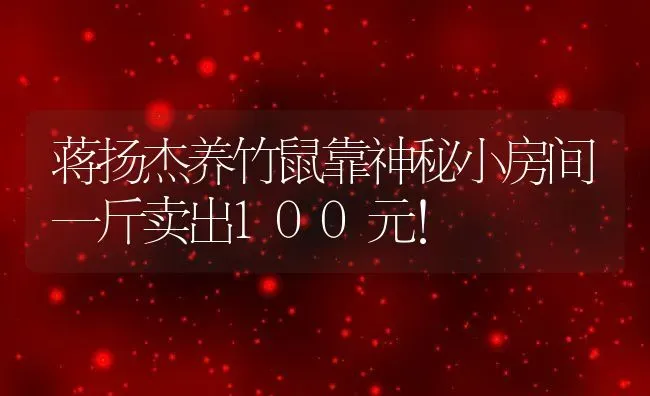 蒋扬杰养竹鼠靠神秘小房间一斤卖出100元！ | 动物养殖百科