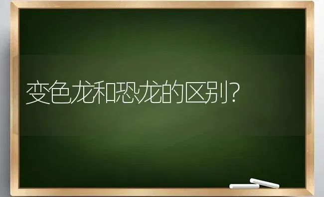 变色龙和恐龙的区别？ | 动物养殖问答