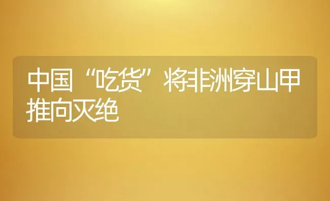 中国“吃货”将非洲穿山甲推向灭绝 | 动物养殖百科