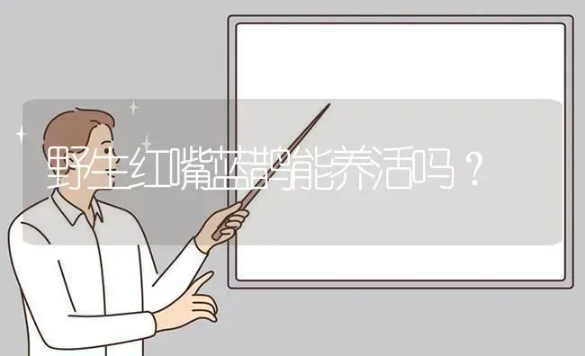 野生红嘴蓝鹊能养活吗？ | 动物养殖问答