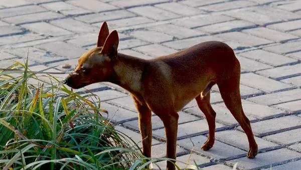 小鹿犬怎么训练 养小鹿犬要注意什么