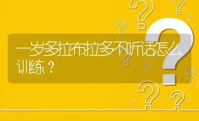 一岁多拉布拉多不听话怎么训练？ | 动物养殖问答