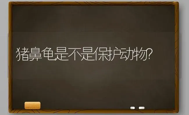 猪鼻龟是不是保护动物？ | 动物养殖问答