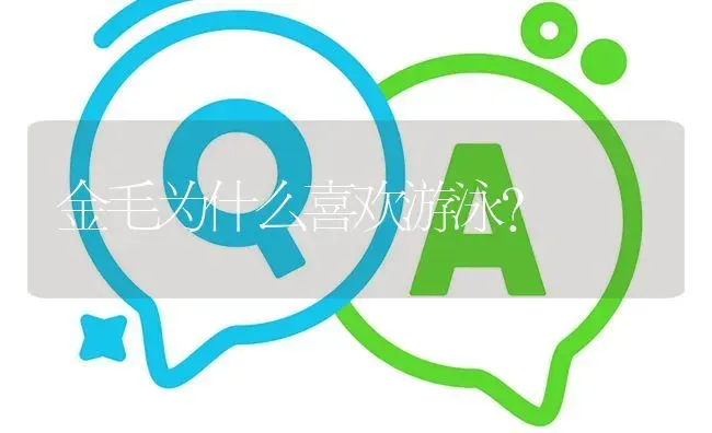 金毛为什么喜欢游泳？ | 动物养殖问答
