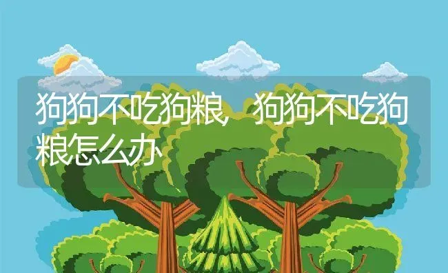 狗狗不吃狗粮,狗狗不吃狗粮怎么办 | 宠物百科知识