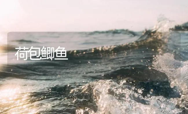 荷包鲫鱼 | 海水养殖技术