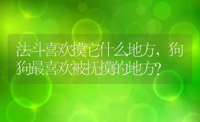 法斗喜欢摸它什么地方,狗狗最喜欢被抚摸的地方？ | 宠物百科知识