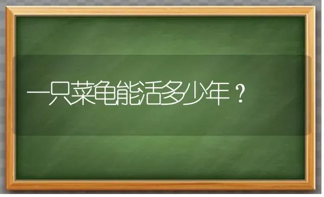 一只菜龟能活多少年？ | 动物养殖问答