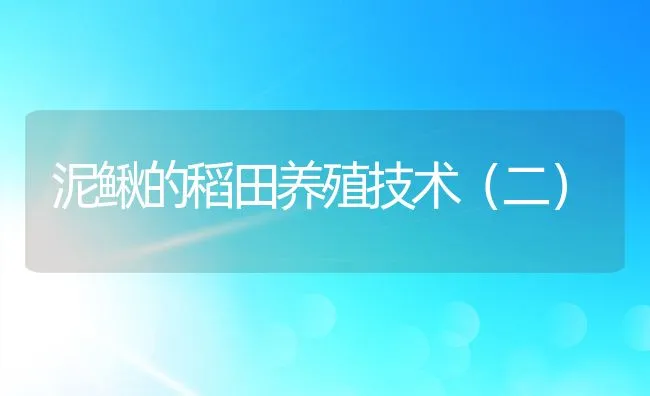 泥鳅的稻田养殖技术（二） | 水产养殖知识