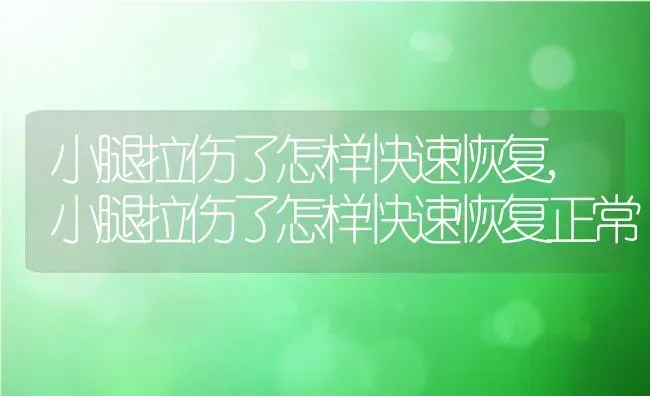 小腿拉伤了怎样快速恢复,小腿拉伤了怎样快速恢复正常 | 宠物百科知识