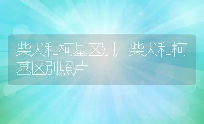 柴犬和柯基区别,柴犬和柯基区别照片 | 宠物百科知识