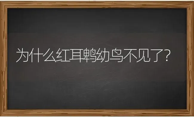 为什么红耳鹎幼鸟不见了？ | 动物养殖问答