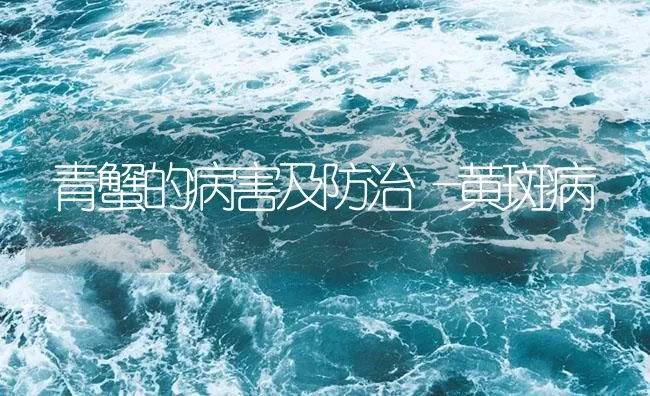 青蟹的病害及防治―黄斑病 | 海水养殖技术