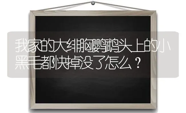 我家的大绯胸鹦鹉头上的小黑毛都快掉没了怎么？ | 动物养殖问答