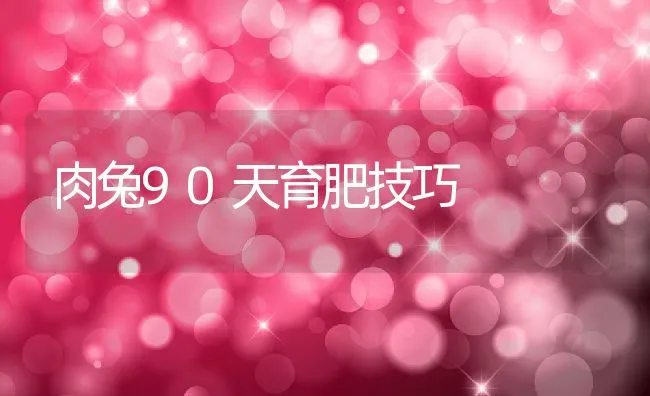 肉兔90天育肥技巧 | 动物养殖学堂