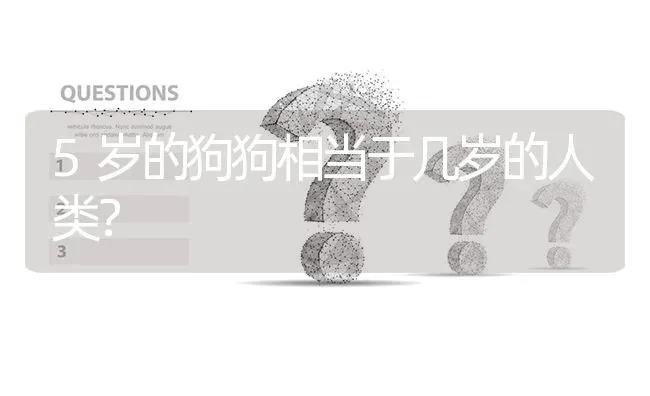 5岁的狗狗相当于几岁的人类？ | 动物养殖问答