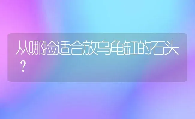 从哪捡适合放乌龟缸的石头？ | 动物养殖问答