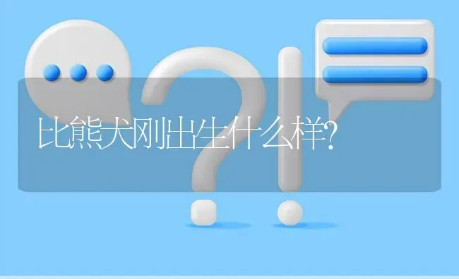 比熊犬刚出生什么样？ | 动物养殖问答