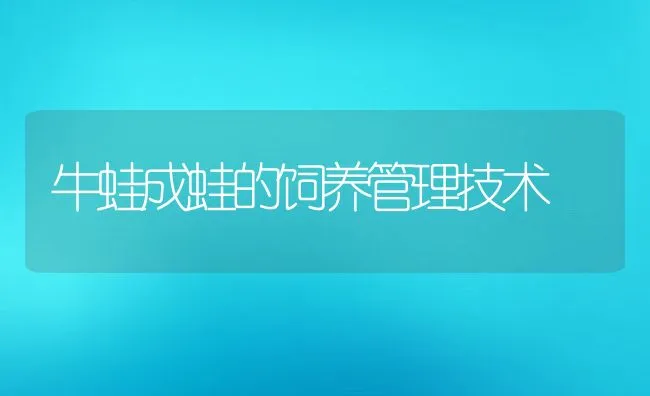 牛蛙成蛙的饲养管理技术 | 水产养殖知识