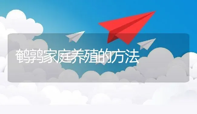 鹌鹑家庭养殖的方法 | 动物养殖百科