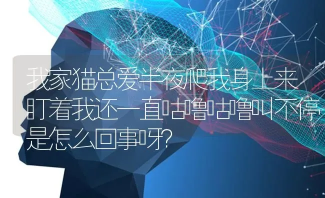 我家猫总爱半夜爬我身上来盯着我还一直咕噜咕噜叫不停是怎么回事呀？ | 动物养殖问答