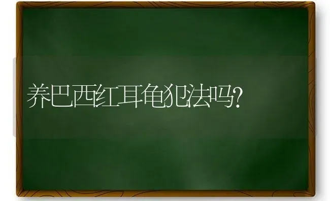 养巴西红耳龟犯法吗？ | 动物养殖问答