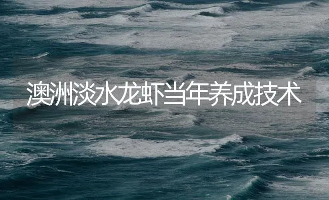 澳洲淡水龙虾当年养成技术 | 海水养殖技术