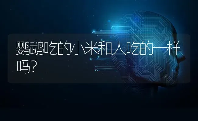 鹦鹉吃的小米和人吃的一样吗？ | 动物养殖问答