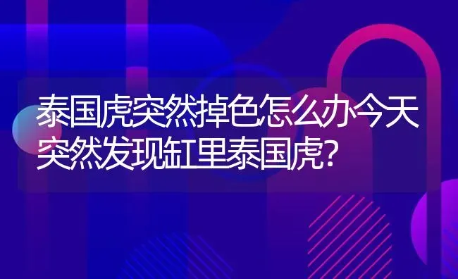 泰国虎突然掉色怎么办今天突然发现缸里泰国虎？ | 鱼类宠物饲养