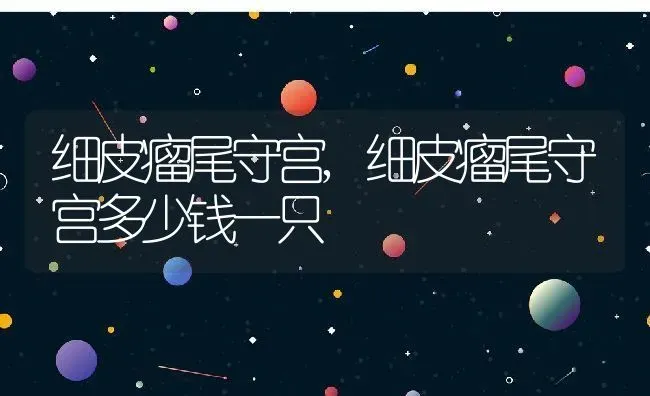 细皮瘤尾守宫,细皮瘤尾守宫多少钱一只 | 宠物百科知识