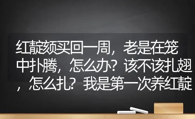 红靛颏买回一周，老是在笼中扑腾，怎么办？该不该扎翅，怎么扎?我是第一次养红靛，请教有经验的朋友？ | 动物养殖问答