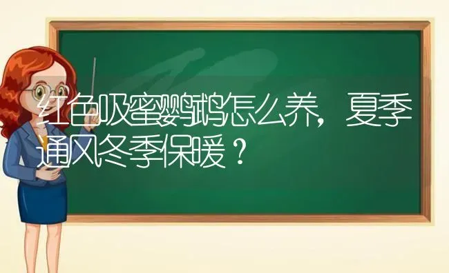 红色吸蜜鹦鹉怎么养，夏季通风冬季保暖？ | 动物养殖问答