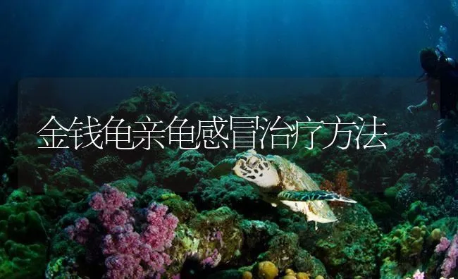 金钱龟亲龟感冒治疗方法 | 海水养殖技术