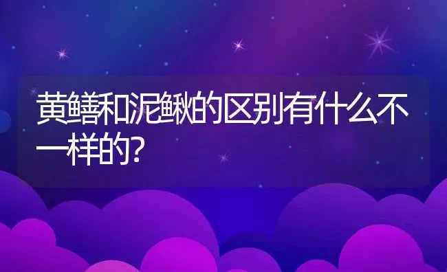 黄鳝和泥鳅的区别有什么不一样的？ | 动物养殖百科