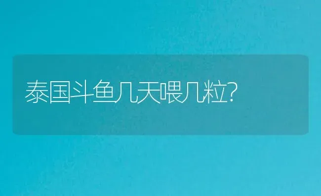 泰国斗鱼几天喂几粒？ | 鱼类宠物饲养