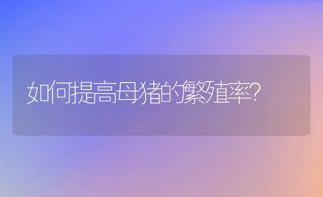 如何提高母猪的繁殖率？ | 动物养殖百科