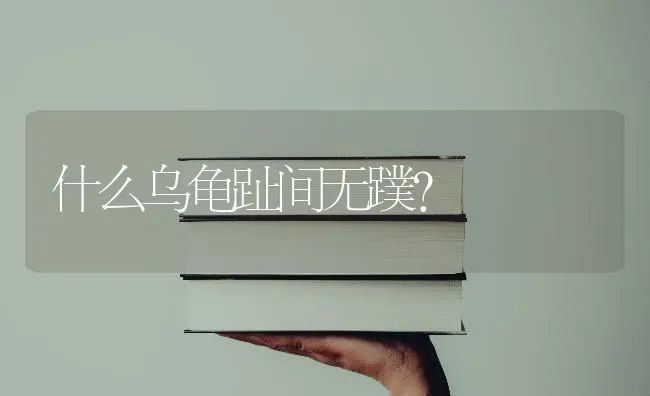 四个月大的柯基犬一天喂食多少？ | 动物养殖问答